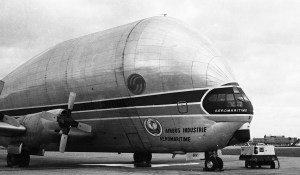 Pregnant Guppy three-quarter